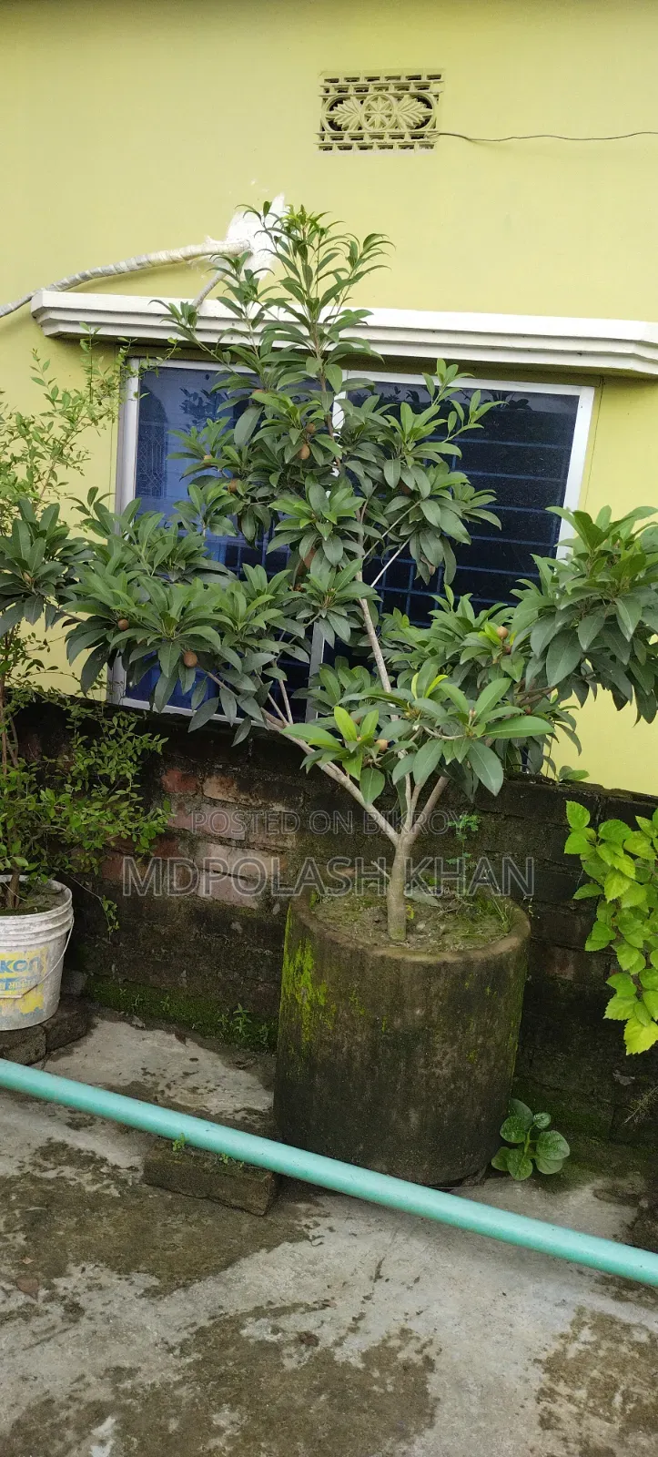 টব সহ ফল গাছ