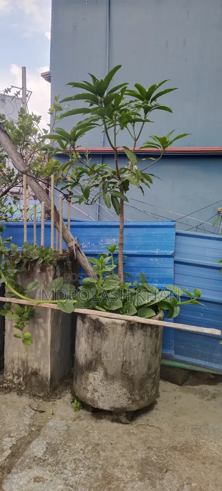 টব সহ ফল গাছ