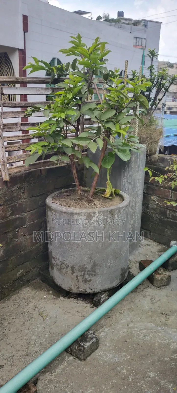 টব সহ ফল গাছ