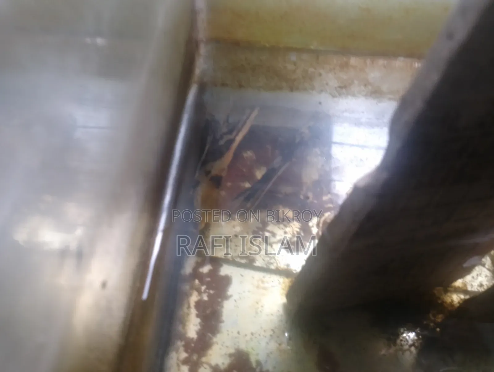 Pair of breeding fish