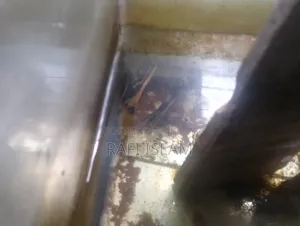 Pair of breeding fish