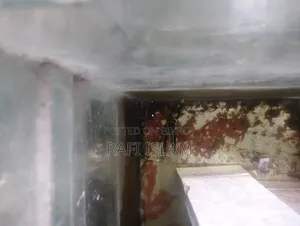 Pair of breeding fish