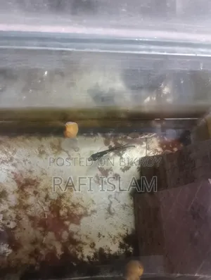 Pair of breeding fish