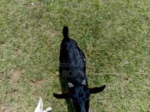 Black Bengal Buck Goat