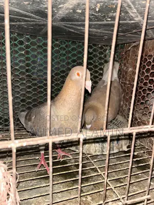 Danish Master Pair