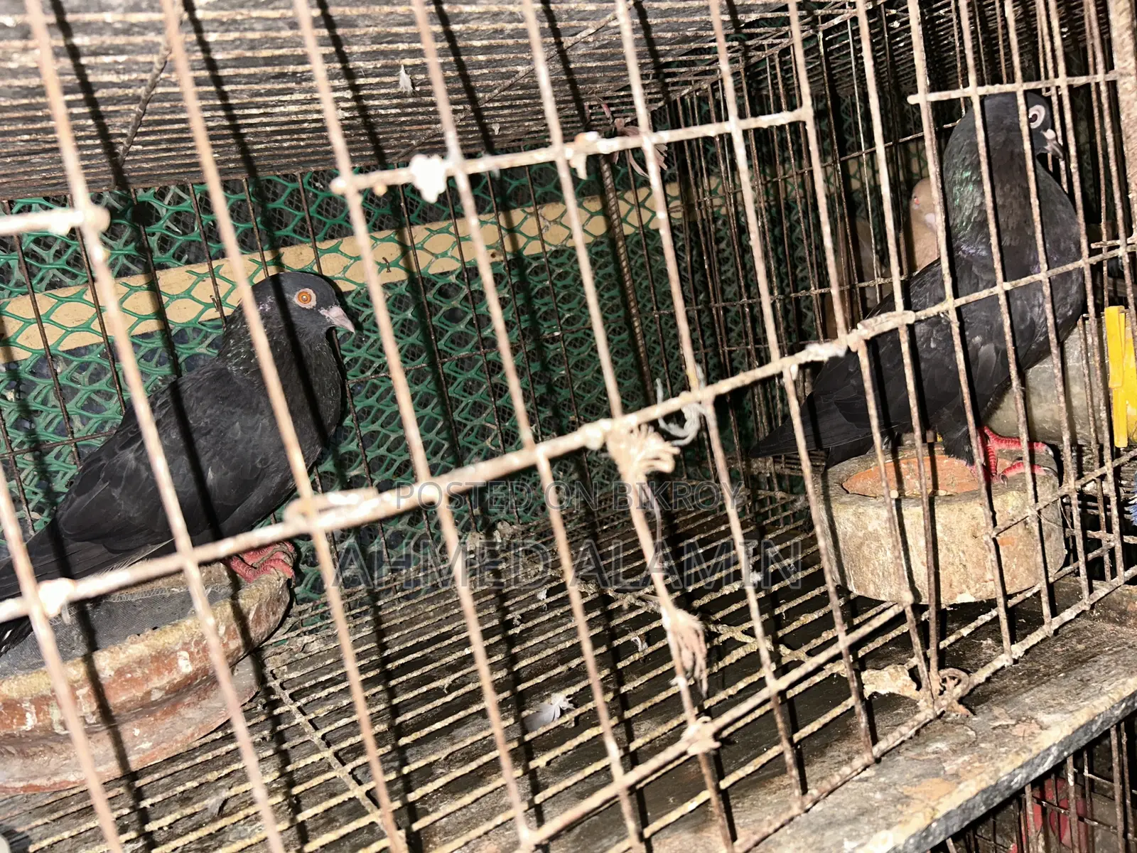 Myna Racer Pigeon