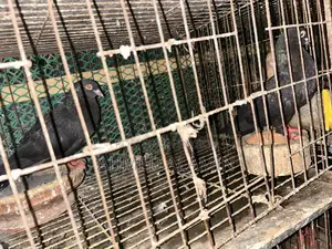 Myna Racer Pigeon