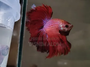 Double Tail Betta Fish