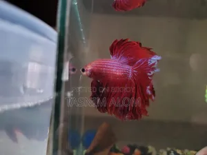 Double Tail Betta Fish