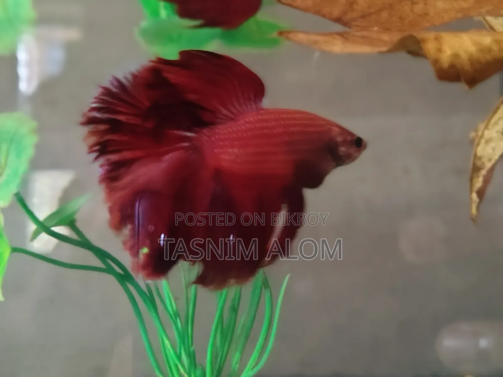 Double Tail Betta Fish