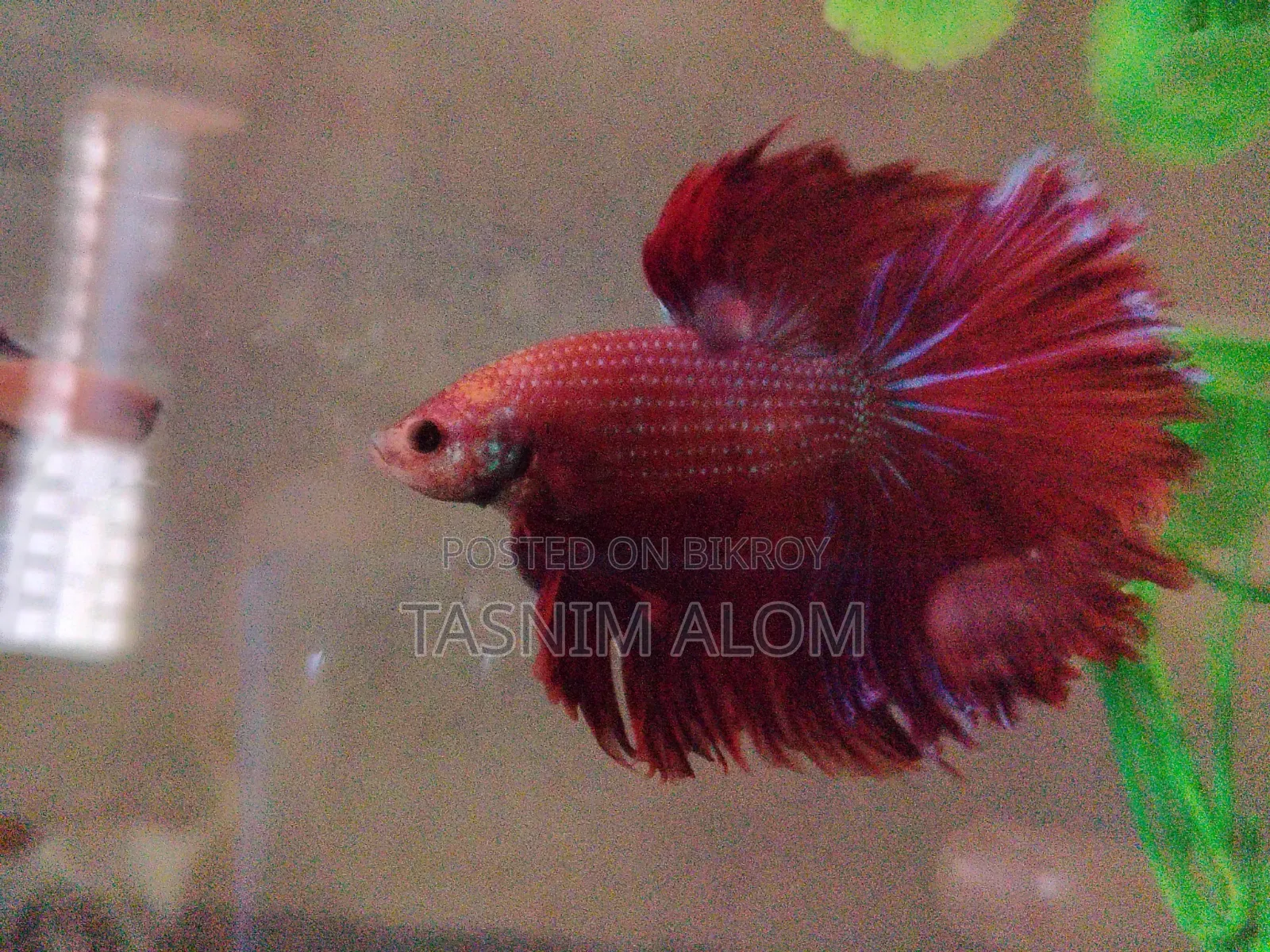 Double Tail Betta Fish
