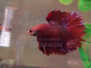 Double Tail Betta Fish