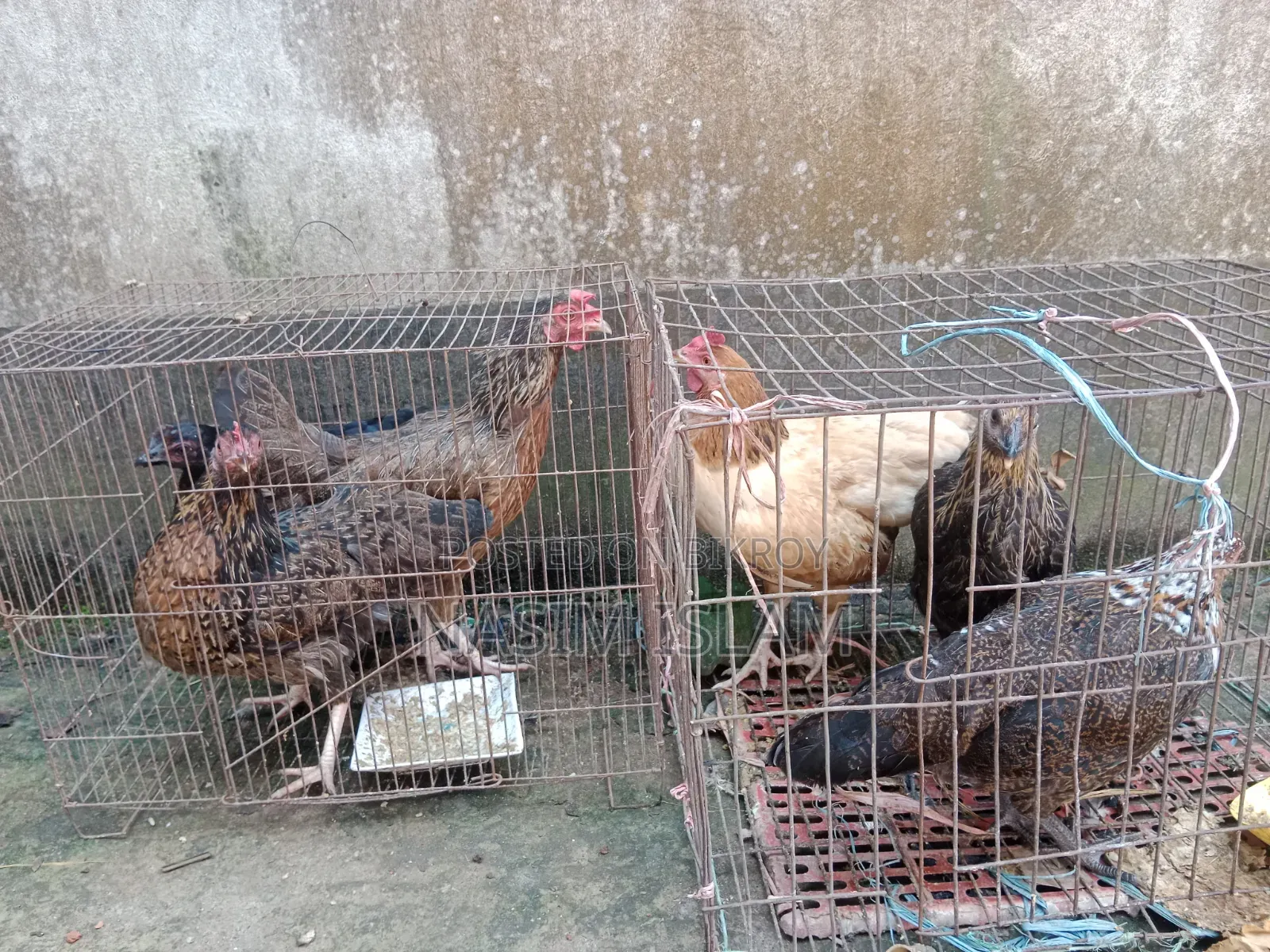 Local Chicken