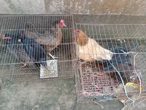 Local Chicken