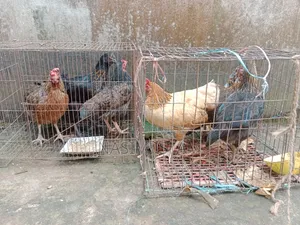 Local Chicken