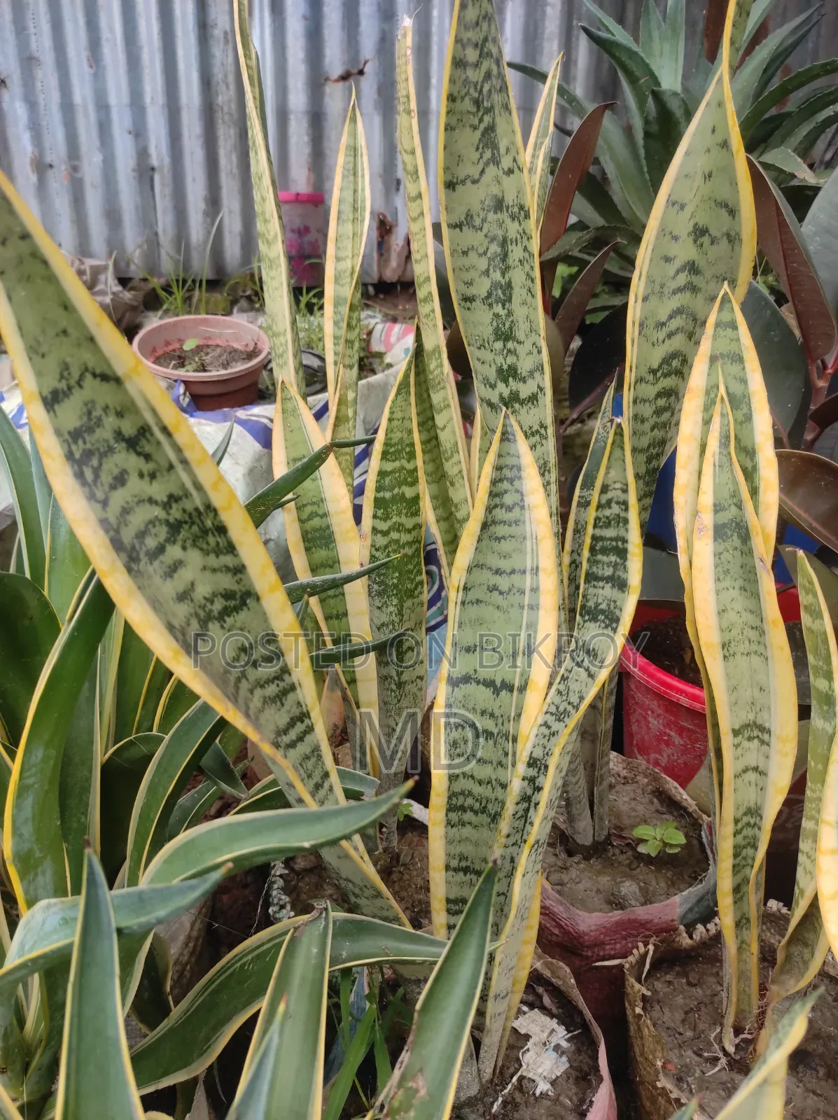 স্নেকপ্লান