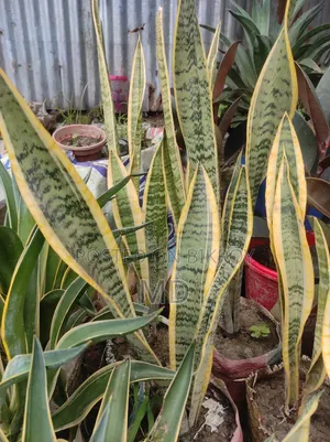 স্নেকপ্লান