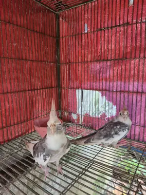 ককাটেল অ্যালবিনো পাখি