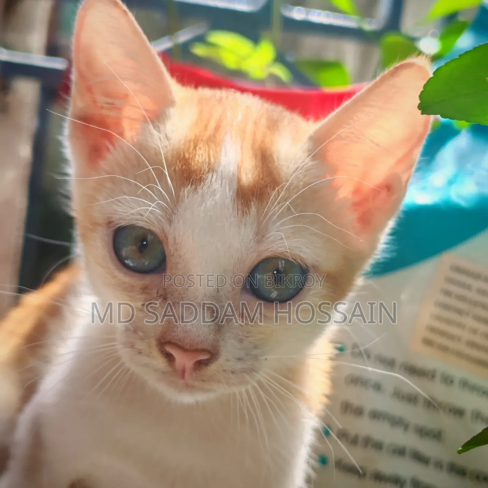 ১-৩ মাসের মেল মিক্সড ব্রিড বেঙ্গল