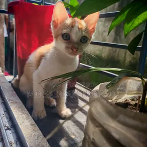 ১-৩ মাসের মেল মিক্সড ব্রিড বেঙ্গল