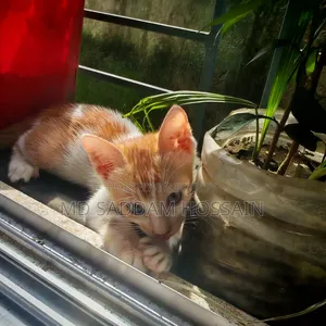 ১-৩ মাসের মেল মিক্সড ব্রিড বেঙ্গল