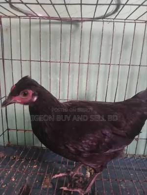 Masha-Allah this tufted local hen will be sold.
