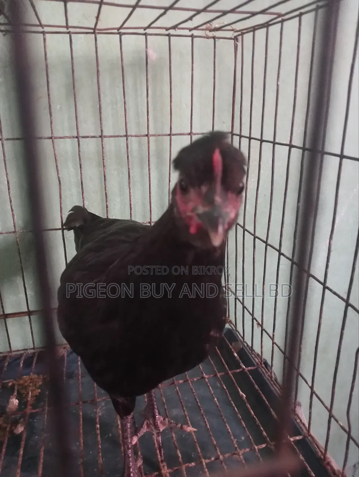 Masha-Allah this tufted local hen will be sold.