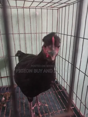 Masha-Allah this tufted local hen will be sold.