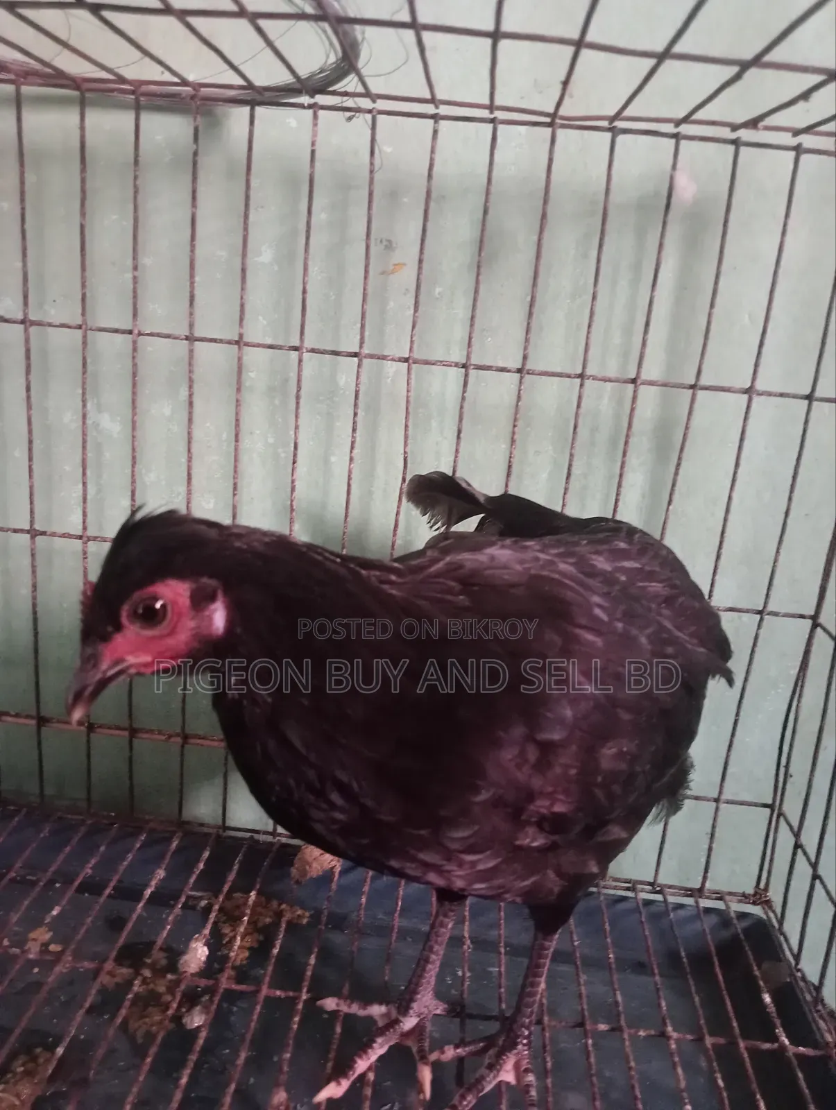 Masha-Allah this tufted local hen will be sold.