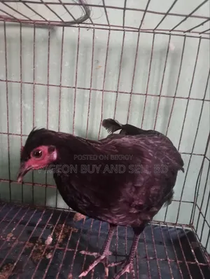 Masha-Allah this tufted local hen will be sold.
