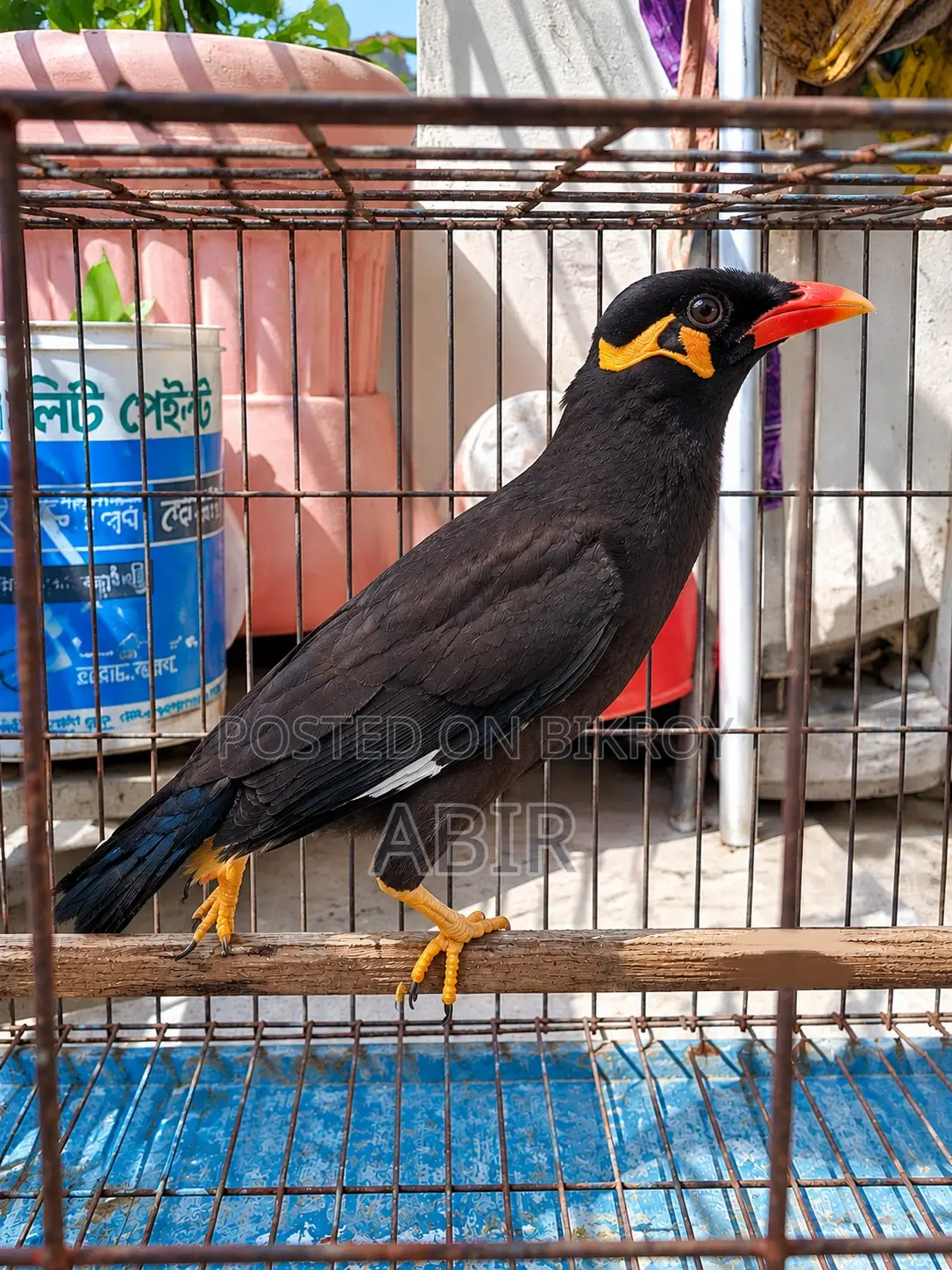 Golden Hill Myna Bird