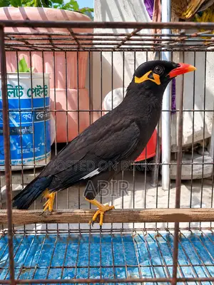 Golden Hill Myna Bird