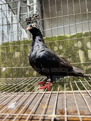Moyna Jhak