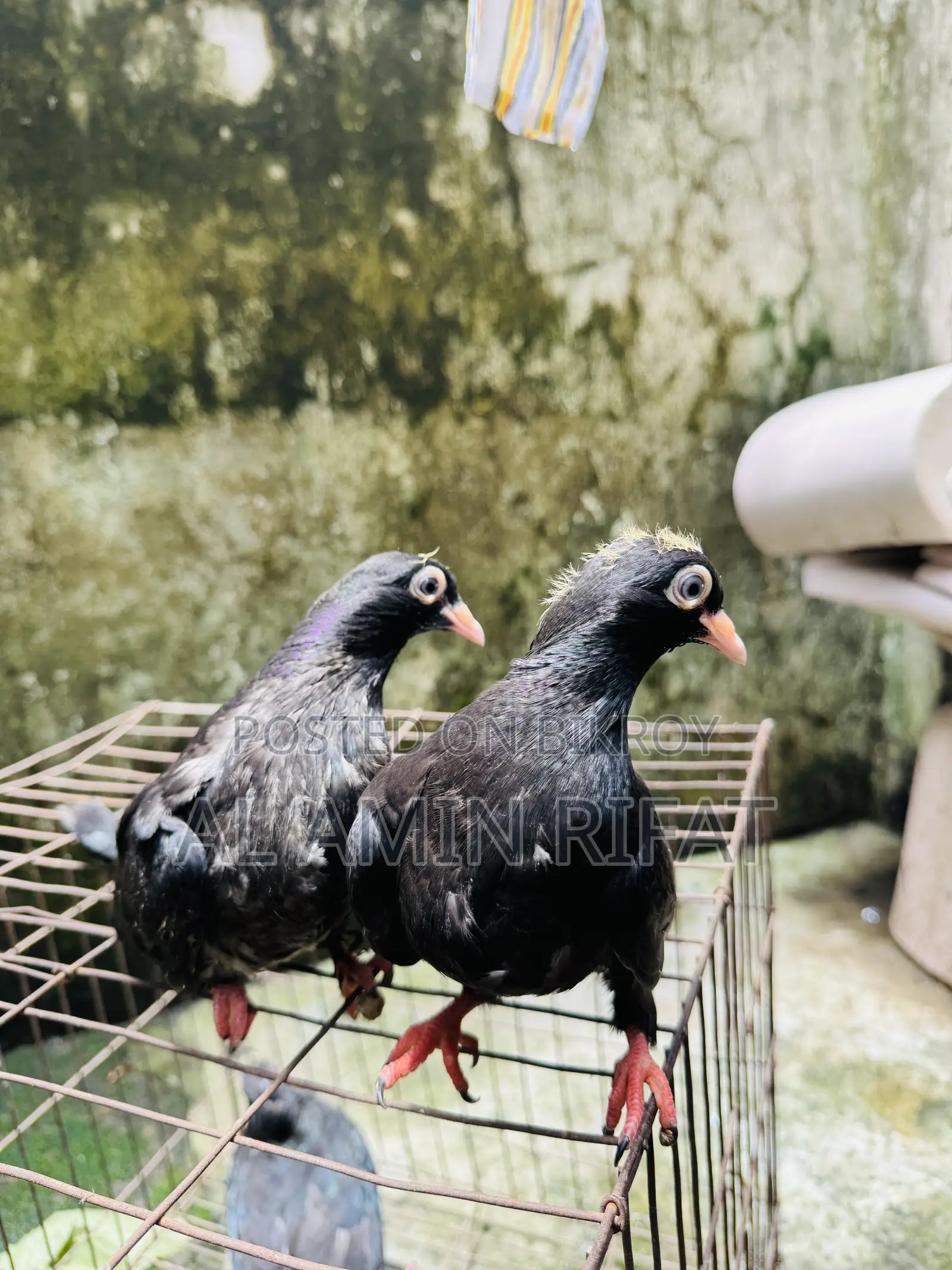 Moyna Jhak