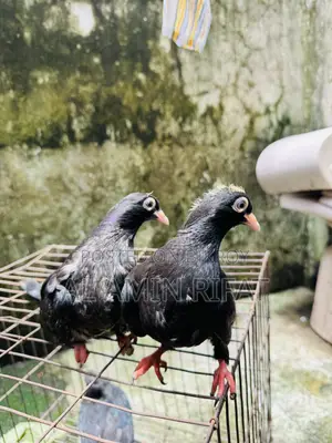 Moyna Jhak