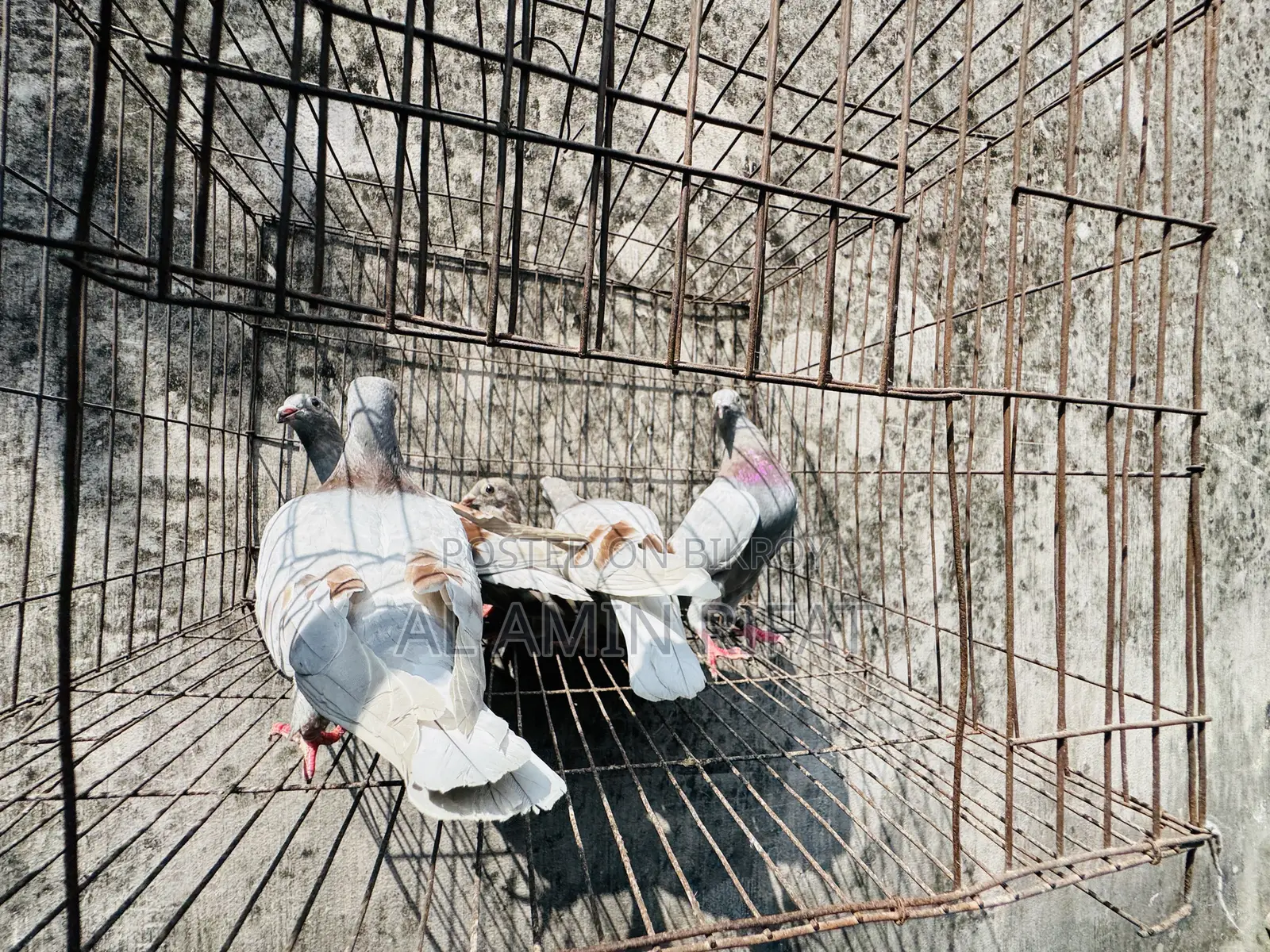 Mili Racer