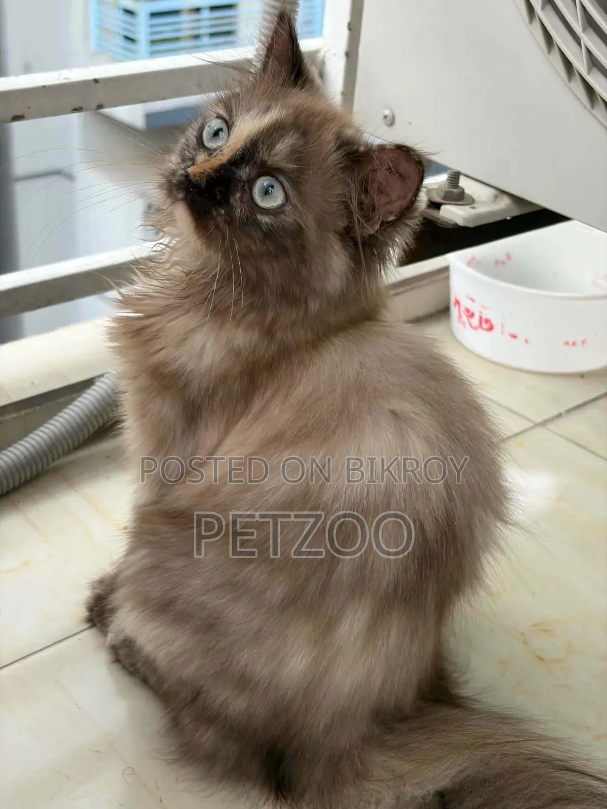 3-6 months Female Purebred Himalayan