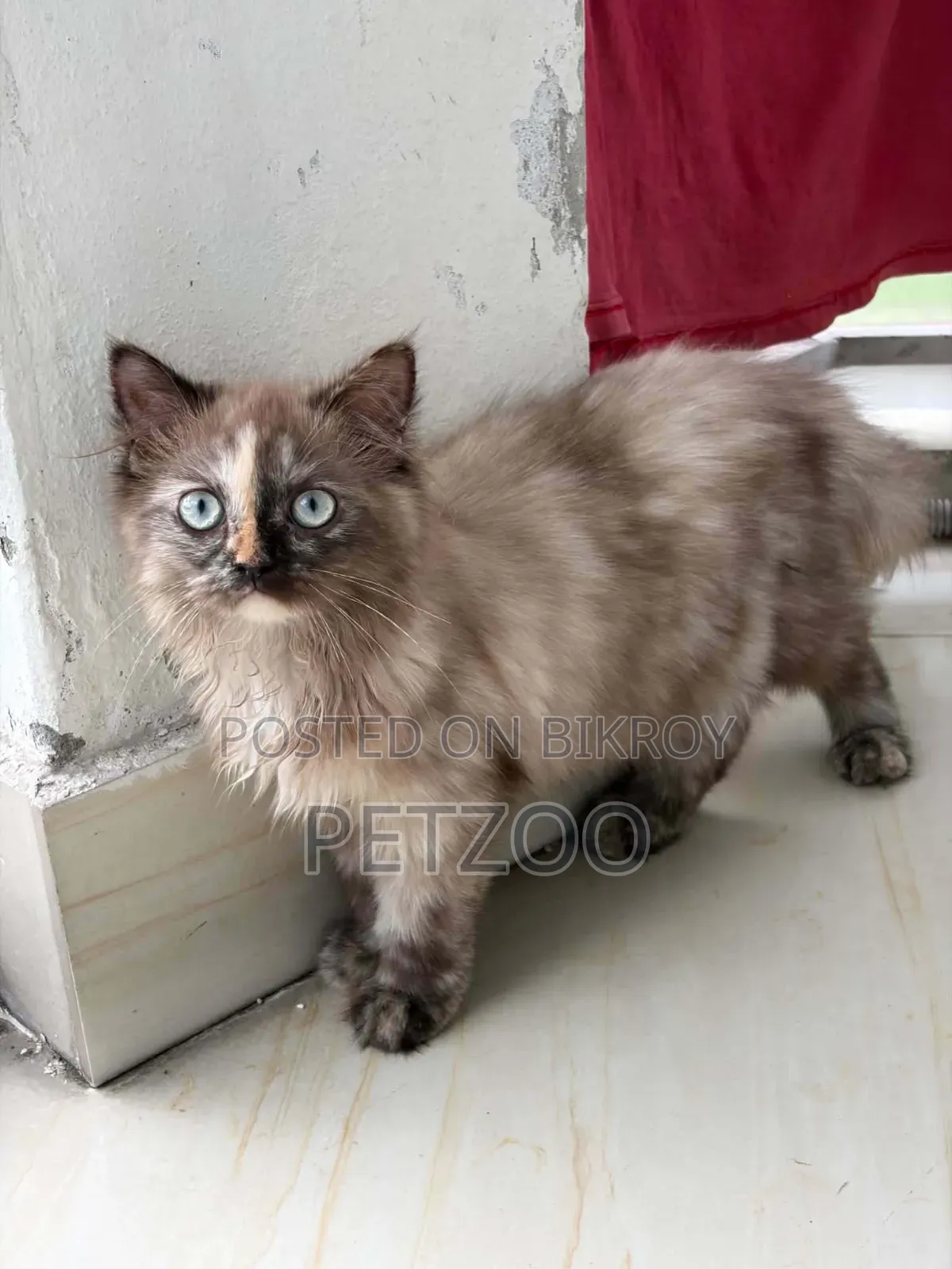 3-6 months Female Purebred Himalayan