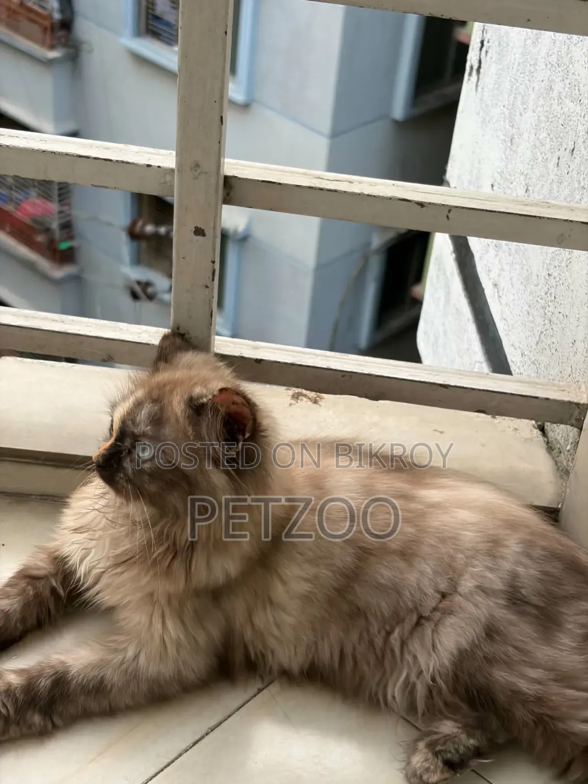 3-6 months Female Purebred Himalayan