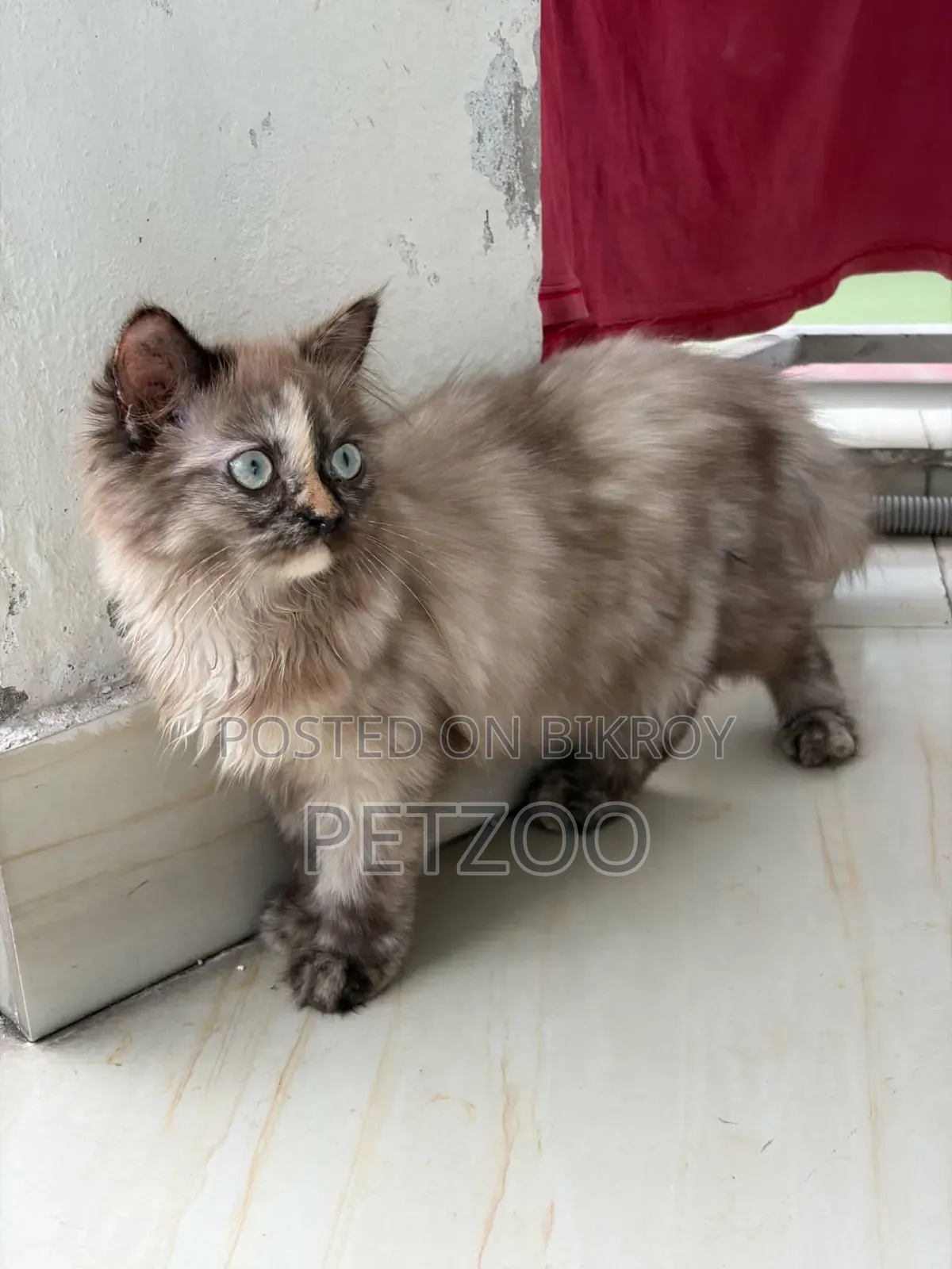 3-6 months Female Purebred Himalayan
