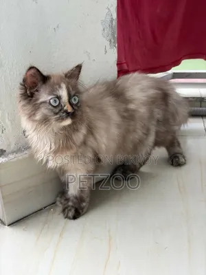 3-6 months Female Purebred Himalayan