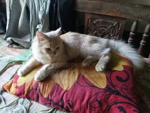 ৩-৬ মাসের পুরুষ মিক্সড ব্রিড পার্সিয়ান