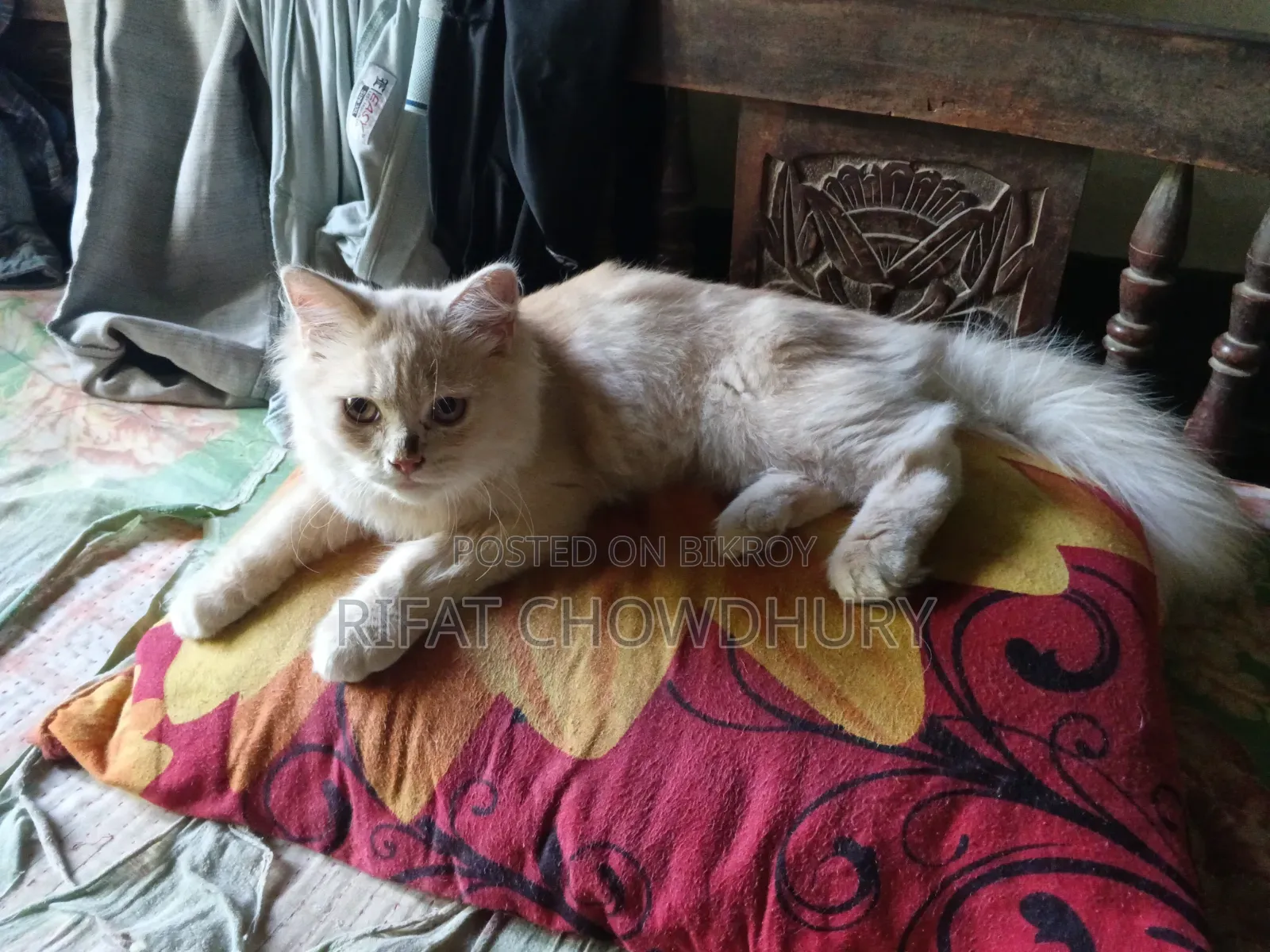 ৩-৬ মাসের পুরুষ মিক্সড ব্রিড পার্সিয়ান