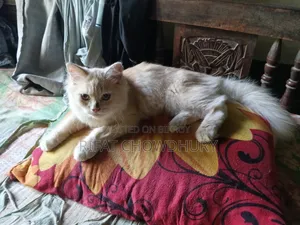 ৩-৬ মাসের পুরুষ মিক্সড ব্রিড পার্সিয়ান