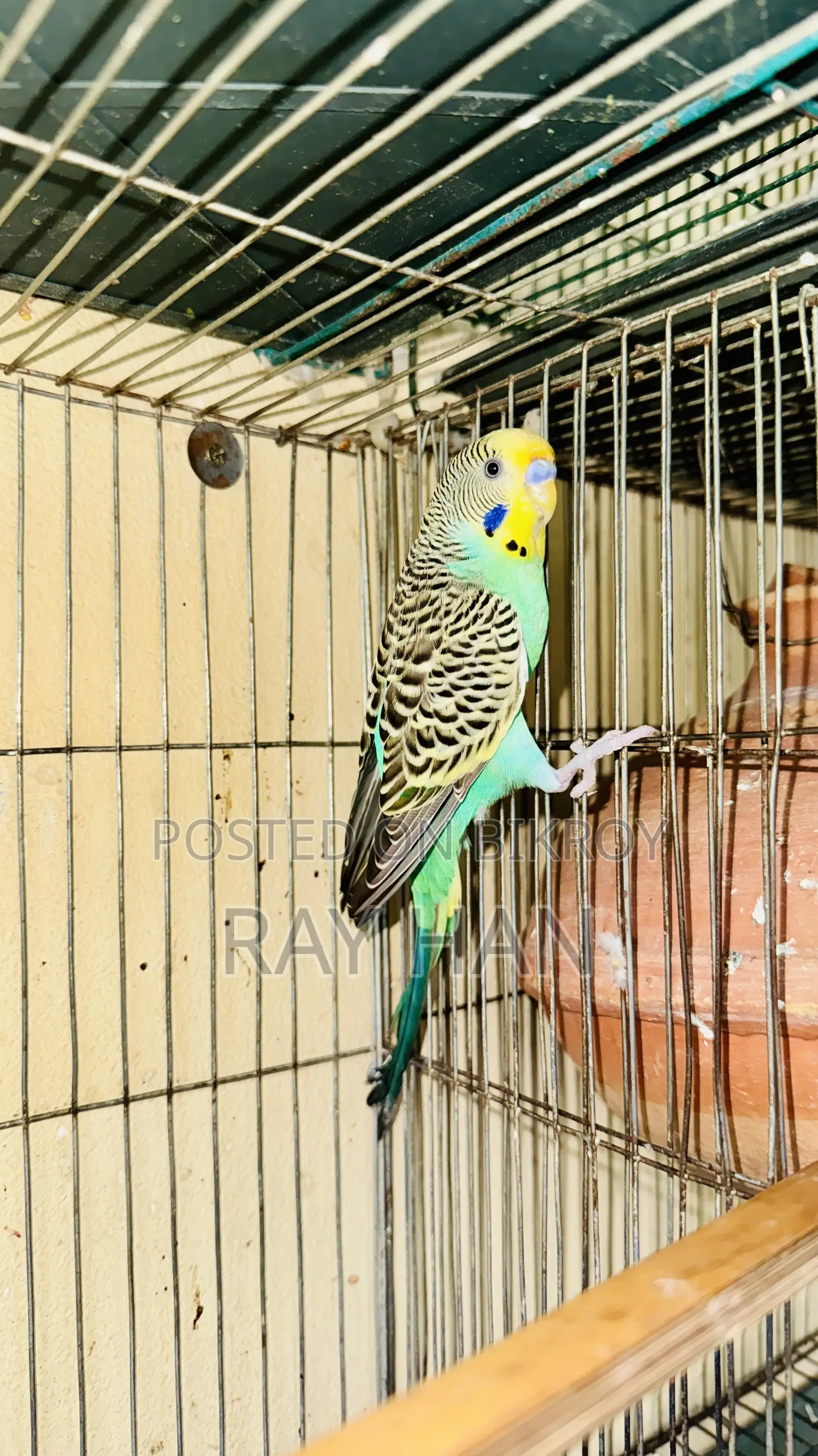রানিং বাজিরিকা পেয়ার