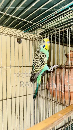 রানিং বাজিরিকা পেয়ার