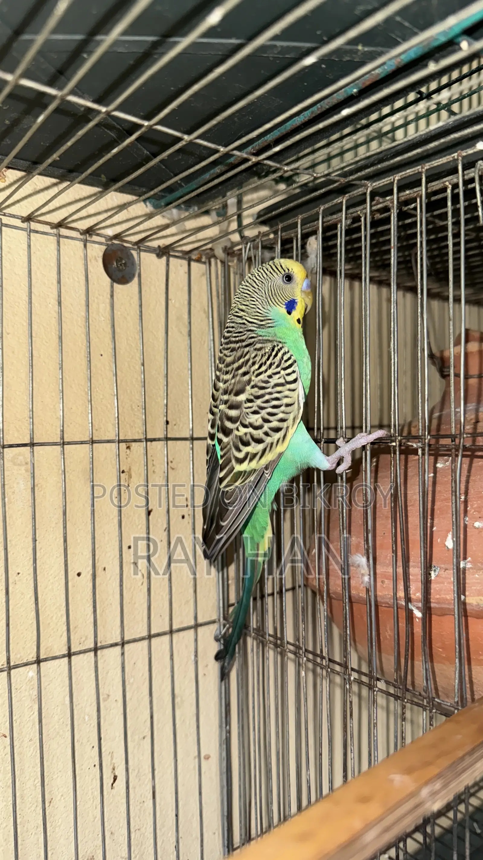 রানিং বাজিরিকা পেয়ার
