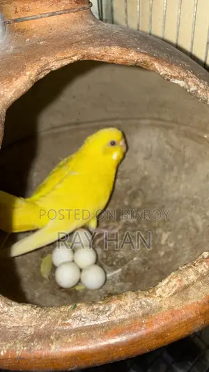 রানিং বাজিরিকা পেয়ার