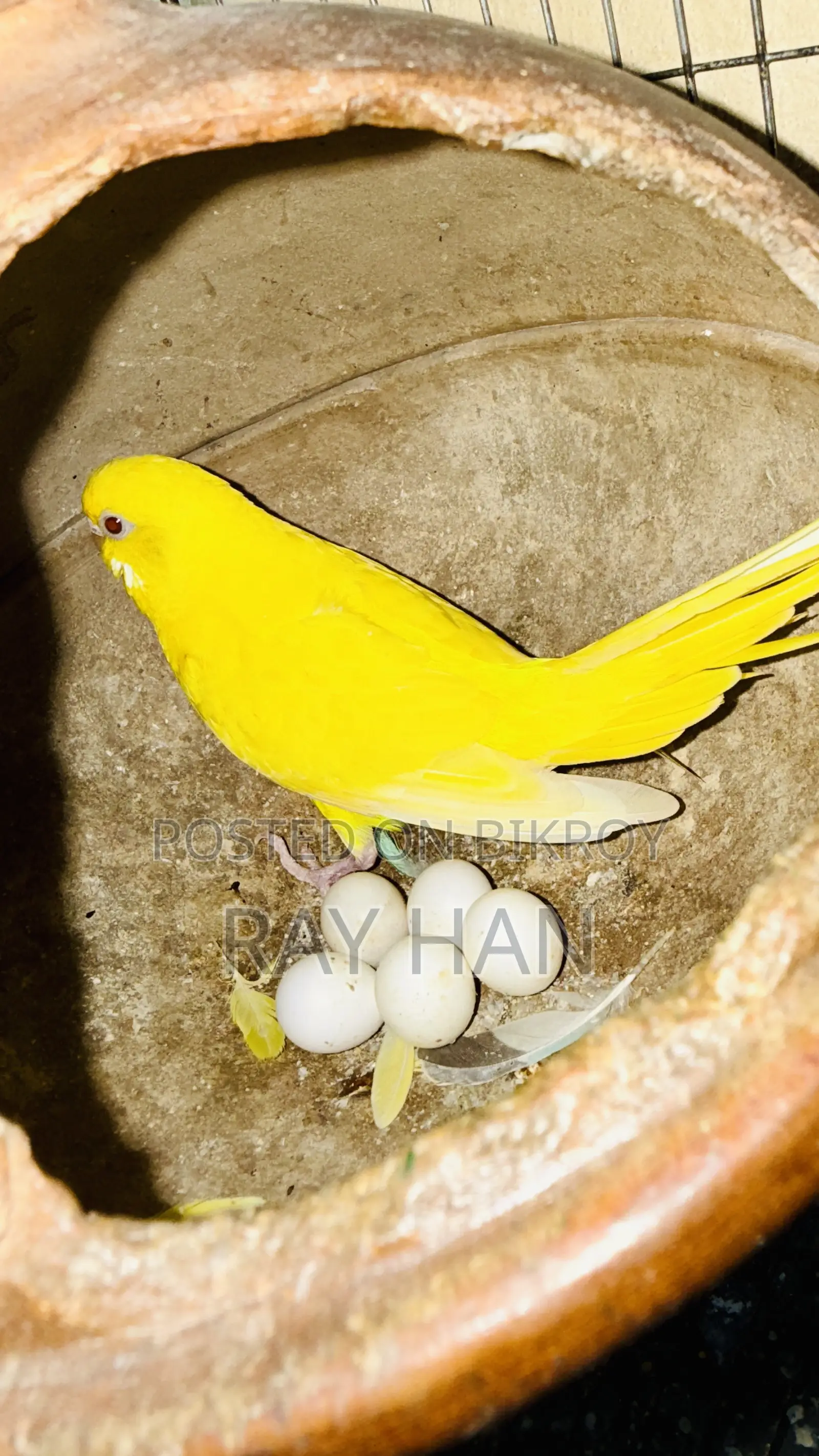 রানিং বাজিরিকা পেয়ার