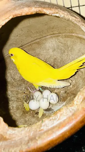 রানিং বাজিরিকা পেয়ার